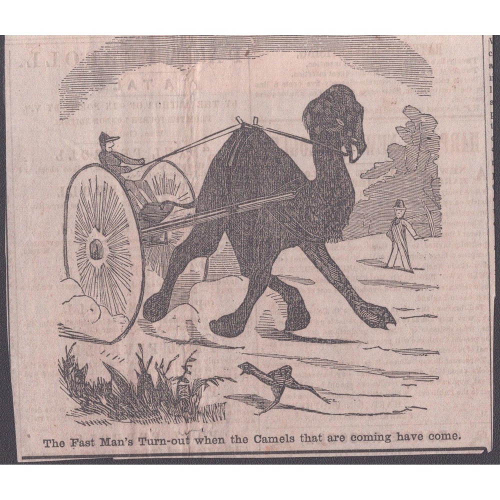 Antique 1850s Saturday Evening Post Camel Carriage Humorous Clipping Print Art